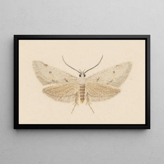 George Hudson - Entomology watercolour Pl130.webp