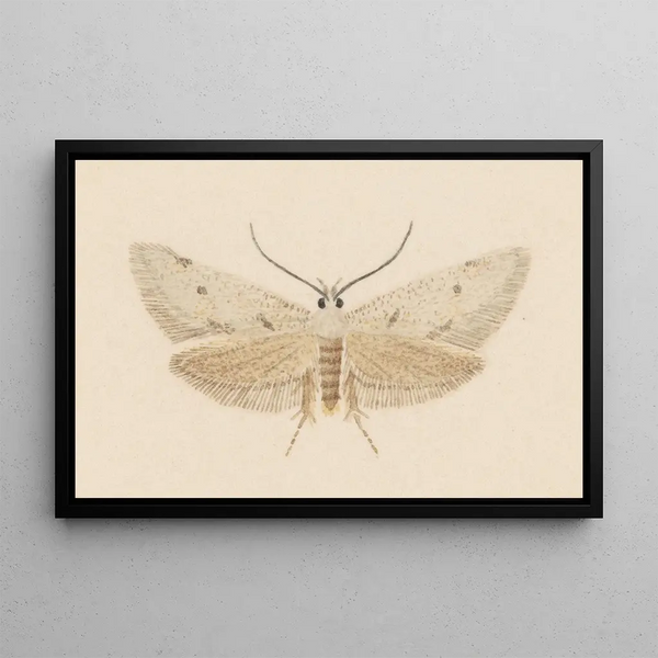 Entomologia acquerello Pl130 - George Hudson — quadro incorniciato alla parete