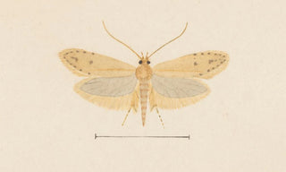 George Hudson - Entomology watercolour Pl137.webp