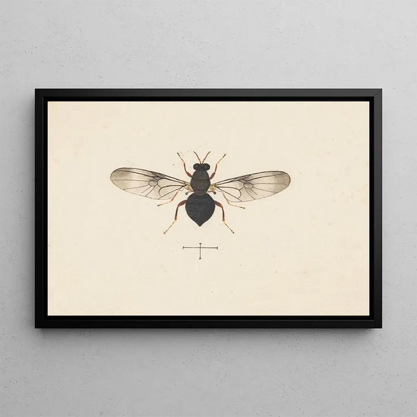 Entomologia acquerello Pl141 - George Hudson — quadro incorniciato alla parete