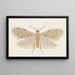 Entomologia acquerello Pl149 - George Hudson — quadro incorniciato alla parete