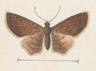 Acquerello di entomologia Pl152 - George Hudson — vista dell’opera