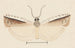 Entomologia acquerello Pl155 - George Hudson — vista dell’opera