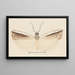 Entomologia acquerello Pl155 - George Hudson — quadro incorniciato alla parete