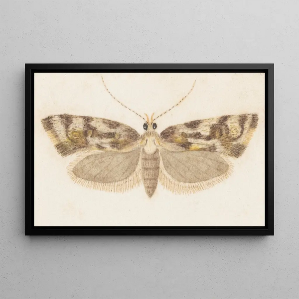 George Hudson - Entomology watercolour Pl159.webp