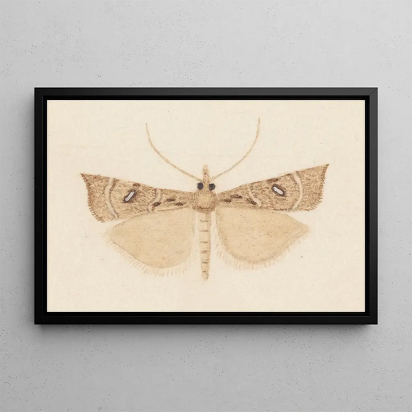 Entomologia acquerello Pl162 - George Hudson — quadro incorniciato alla parete