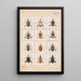 Planche originale dipinta a mano per Fragments d'entomologie néo-zelandese Quadro XIV - George Hudson — quadro incorniciato alla parete