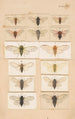 Planche originale dipinta a mano per Fragments d'entomologie néo-zelandese Quadro XV - George Hudson — vista dell’opera