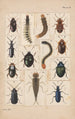 Planche originale dipinta a mano per Coleotteri della Nuova Zelanda Planche II - George Hudson — vista dell’opera