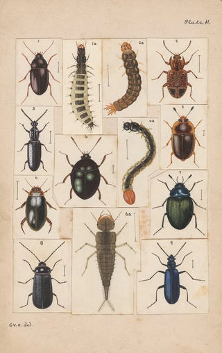 George Hudson - Original hand painted plate for New Zealand Beetles Plate II.webp