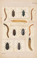 Planche originale dipinta a mano per Coleotteri della Nuova Zelanda Planche IX - George Hudson — vista dell’opera