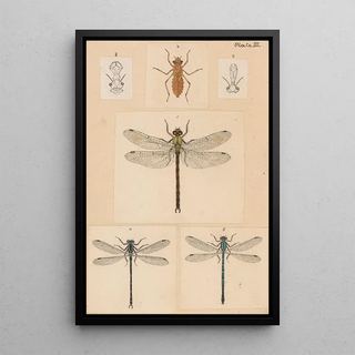 George Hudson - Original hand painted plate for New Zealand Neuroptera Plate III.webp