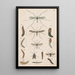 Piastra originale dipinta a mano per il Manuale di entomologia neozelandese Piastra V - George Hudson — quadro incorniciato alla parete