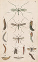Piastra originale dipinta a mano per il Manuale di entomologia neozelandese Piastra V - George Hudson — vista dell’opera