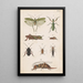 Planche originale dipinta a mano per il Manuale di entomologia neozelandese Planche XVII - George Hudson — quadro incorniciato alla parete