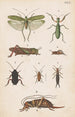 Planche originale dipinta a mano per il Manuale di entomologia neozelandese Planche XVII - George Hudson — vista dell’opera