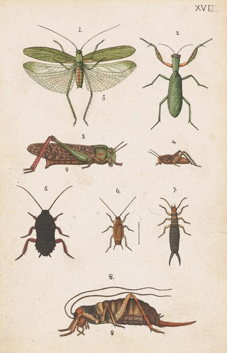 George Hudson - Original hand painted plate for the Manual of New Zealand Entomology Plate XVII.webp