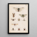 Planche originale dipinta a mano per il Manuale di entomologia neozelandese Planche XX - George Hudson — quadro incorniciato alla parete