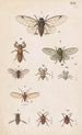 Planche originale dipinta a mano per il Manuale di entomologia neozelandese Planche XX - George Hudson — vista dell’opera