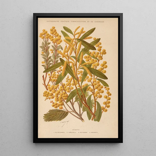 George Nicholson - Dictionnaire pratique dhorticulture Pl01.webp