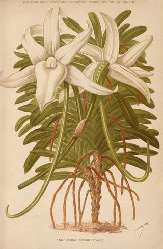 George Nicholson - Dictionnaire pratique dhorticulture Pl03.webp