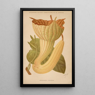 George Nicholson - Dictionnaire pratique dhorticulture Pl06.webp