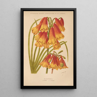 George Nicholson - Dictionnaire pratique dhorticulture Pl08.webp