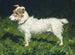 Piper, un terrier Jack Russell - George Paice — vista dell’opera
