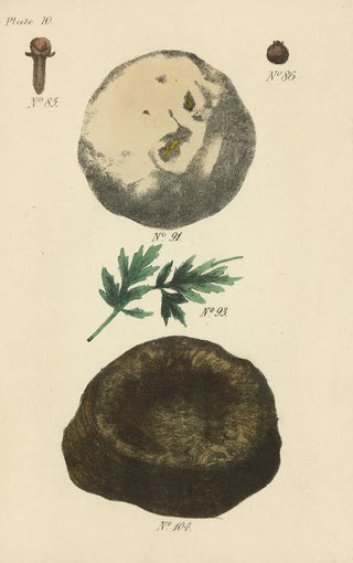 George Sampson Valentine Wills - A Manual of Vegetable Materia Medica Pl01.webp