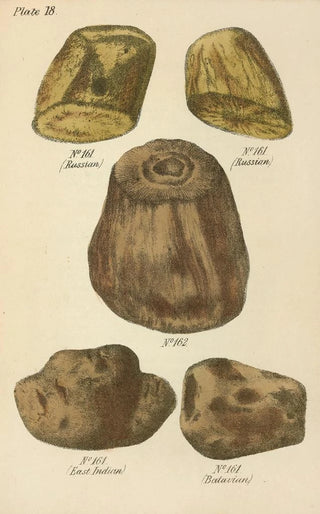 George Sampson Valentine Wills - A Manual of Vegetable Materia Medica Pl07.webp