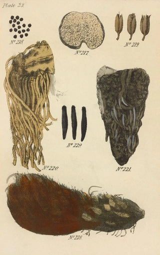 George Sampson Valentine Wills - A Manual of Vegetable Materia Medica Pl12.webp