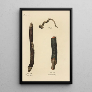 George Sampson Valentine Wills - A Manual of Vegetable Materia Medica Pl19.webp