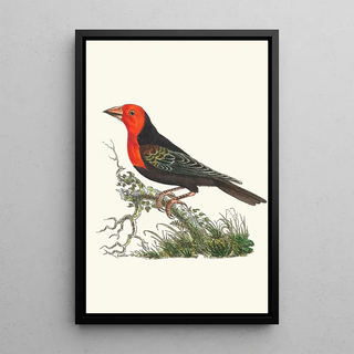 George Shaw - Abyssinian PlantCutter.webp