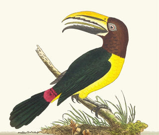 George Shaw - Green Toucan.webp