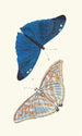 Papilio Adonis - George Shaw — vista dell’opera