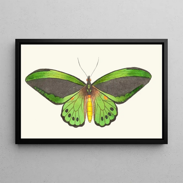 George Shaw - Papilio priamus.webp