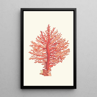 George Shaw - Pinnated Gorgonia.webp