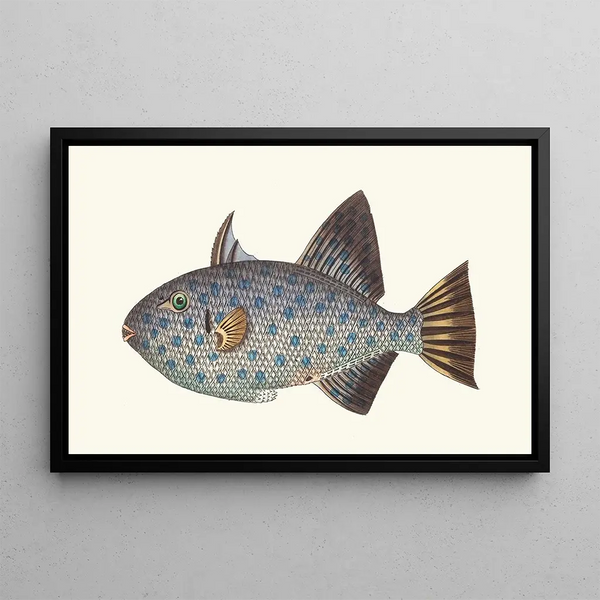 George Shaw - Spotted Balistes.webp