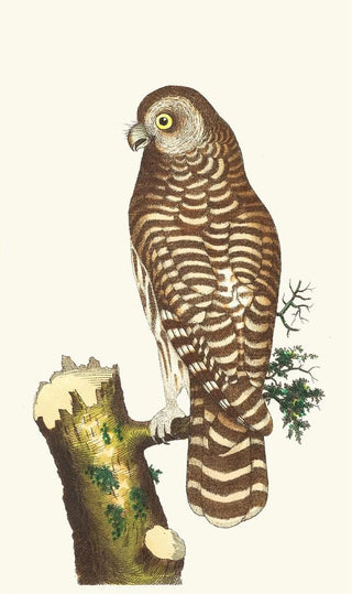 George Shaw - THE CLOUDED OWL.webp