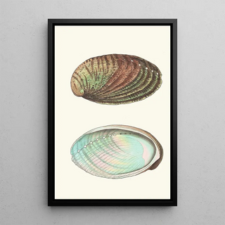 George Shaw - Tuberculated Haliotis.webp