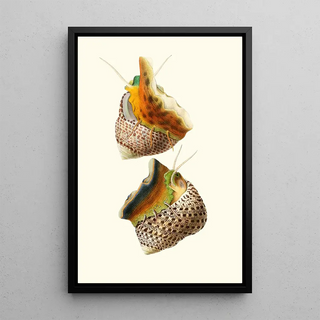 Georges Servain - Trochus Turbinas Trochus articulatus.webp