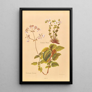 Georgina Burne Hetley - Calceolaria Sinclairii.webp