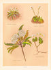 Celmisia longifolia Celmisia glandulosa Olearia ilicifolia - Georgina Burne Hetley — vista dell’opera