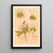 Celmisia longifolia Celmisia glandulosa Olearia ilicifolia - Georgina Burne Hetley — quadro incorniciato alla parete