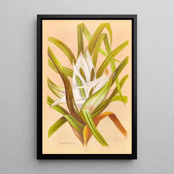 Georgina Burne Hetley - Freycinetia Banksii.webp