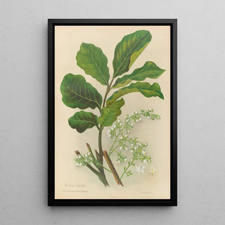 Georgina Burne Hetley - KoheKohe.webp