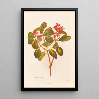 Georgina Burne Hetley - Loranthus Colensoi.webp