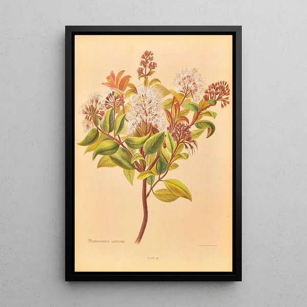 Georgina Burne Hetley - Metrosideros Albiflora.webp