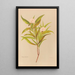 Pimelea longifolia - Georgina Burne Hetley — quadro incorniciato alla parete