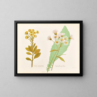Georgina Burne Hetley - Senecio Robusta Senecio Hectori.webp
